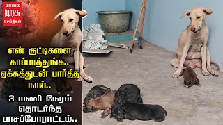 என் குட்டிகளை காப்பாத்துங்க.. ஏக்கத்துடன் பார்த்த நாய்.. 3 மணி நேரம் தொடர்ந்த பாசப்போராட்டம்..