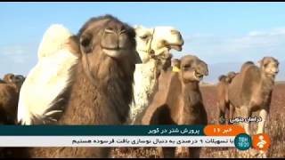 Iran Camel farming, Nehbandan county پرورش شتر شهرستان نهبندان ايران