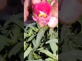 dogflower with dog barking sound antirrhinum youtubeshorts viralshorts