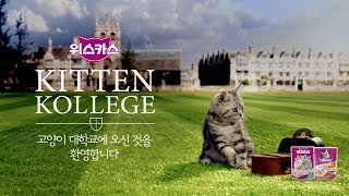 [Ep.1] 고양이 대학교를 소개합니다 | 위스카스 키튼 칼리지