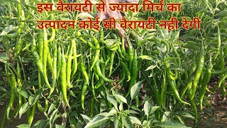 VNR vidhaya mirch | VNR 725 vidhaya mirch | VNR 725 mirch |ankur 930 mirch 🌶