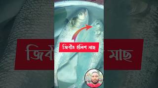 জ্যান্ত ইলিশ মাছ🐟 #shorts #fishing #fish