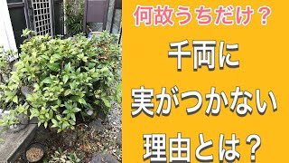 意外に知らない！何故うちの千両に実がつかないのか？理由と改善策教えます！(字幕対応）