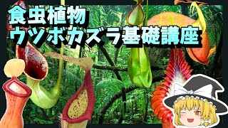 【食虫植物】ウツボカズラ基礎講座【ゆっくり解説・ネペンテス】