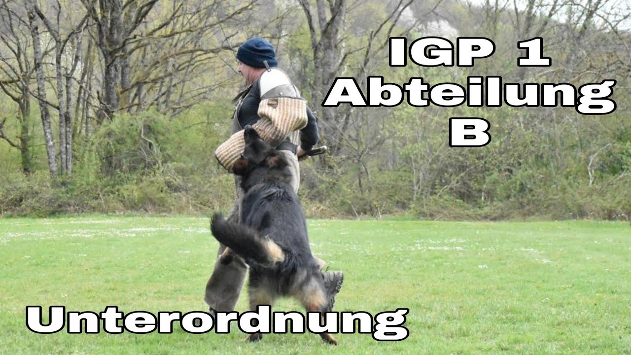 IGP 1 Abteilung B (Unterordnung Prüfung) Fussel Of Wolfcubs - YouTube