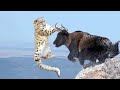 15 Craziest Fights In The Animals Kingdom