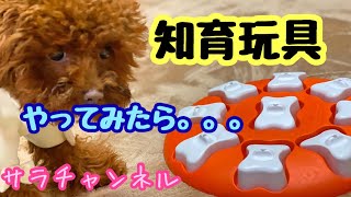 【スウェーデンの犬の知育玩具】一生懸命な子犬が可愛い トイプードルのサラ Swedish dog educational toys