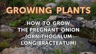 How to Grow the Pregnant Onion (Ornithogalum longibracteatum)