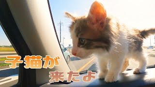 かわいい子猫が家に来ました | ノルウェージャンフォレストキャット