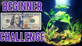 Low-Tech Mini Bowfront Aquascape: Budget Build Under $100 Challenge!