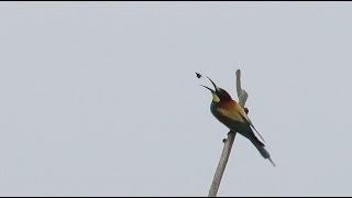 European Bee-eater - Merops apiaster - Bijeneter / Doel - Belgium / 14-6-2015