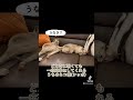 【猫動画】どんなに眠くても尻尾で返事してくれます🐾