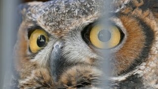 Great Horned Owl, Bubo virginianus