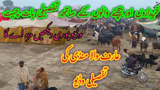 عارف والا منڈی کی تقصیلی وڈیو //Arif wala Mandi /Nili Ravi Buffalos for sale in punjab pakistan