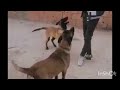 Stray Mama Dog Relaxes When HerPuppies Are Finally Safe | The Dodo