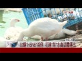 首例！禽流感在現？花蓮鵝驗出h5n6