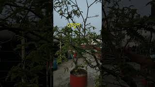 ছাদবাগানের মিষ্টি তেতুল #garden #rooftop