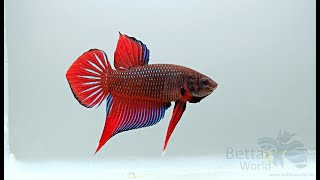 Betta splendens Spadetail / Traditional Plakat