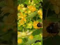 🐝 how to get pollinators to love your yard 🦋