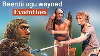 BEENTİİ UGU WAYNEYD EE ABİD (BANİ AADAMKA AYAA DAANYEER KA İMAADAY) EVOLUTİON AF-SOMALİ