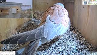 These lesser kestrels are such the cute little couple| Lesser kestrel Israel CAM