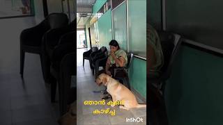 # ഇങ്ങനെയും ഒരുകൂട്ടം അമ്മമാർ #pets#labrador #y Shorts# viral Shorts# Shorts feed