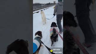 Taking five dogs to Hoover Dam on a cold, grey and snowy day. #petsitter #doggydaycare #dogmom