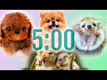 5 Minute Cute Animals Classroom Timer for Kids with Music | Countdown with Alarm for children