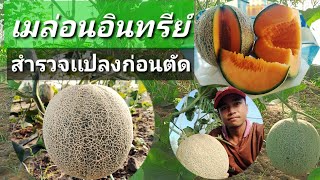 เมล่อนอินทรีย์หลังผสมเกสร 40วัน สำรวจเเปลงก่อนตัด