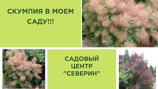 Скумпия в моем саду!!!