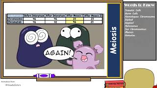 Meiosis & Chromosomal Mutations