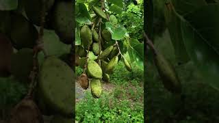 இங்க இப்படி பரப்புங்க🌴🌴❗ | Coconut Mulching Ideas... #shortvideo #shorts #686