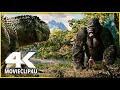 King Kong (2005) - Kong vs V-Rex Fight - Skulls Island | MᴏᴠɪᴇCʟɪᴘ4ᴜ - [HD]