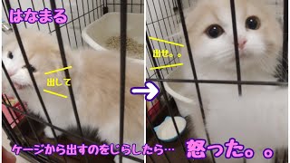 【ケージから出すのを焦らされた子猫の反応は…】かわいいはなまる動画に癒されよう。