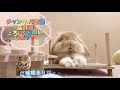 食いしん坊代表うさぎ🐰食べる姿がかわいい♥