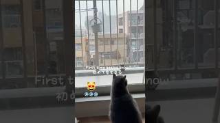 猫が初めて雪を見る· cat First time seeing snow #貓 #猫の日常