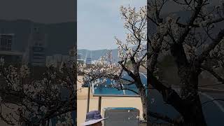 매화(김해공고옆)_2023.  3. 4.