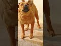 dog sound dog barking loud shorts viralshorts trendingshorts