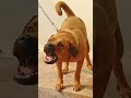 dog sound dog barking loud shorts viralshorts trendingshorts