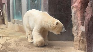 イコロくんのようすです【‎2024年‎1月11日】【上野動物園】ホッキョクグマ