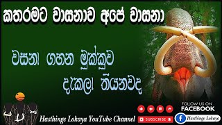 #වාසනාගේ මුක්කුව කෙහෙමද#Hasthinge lokaya#හස්තීමිතුරො#Thushara Vlog#voice for ellephant sri lanka#