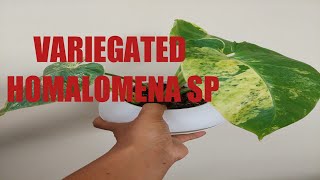 VARIEGATED HOMALOMENA SP | For Sale Plants