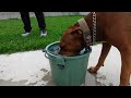 顔で水を飲む犬