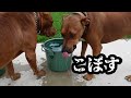 顔で水を飲む犬