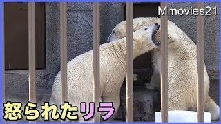 ララに怒られたリラ　Polar Bear got angry