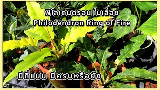 Philidendron Ring of Fire, ฟิโลเดนดรอนใบเลื่อยเขียว ใบเลื่อยทอง ใบเลื่อยด่าง | สวนอุ่นดิน [Th-Eng]