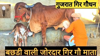 गुजरात #गिर #गौधन बछडी वाली जोरदार गिर गौ माता 12 लीटर दूध क्षमता गोस्वामी डेयरी फार्म ☎️ 7568472113