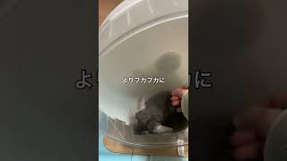 【モフモフ、マシマシ）砂浴び後、回し車とブラッシングでさらにモフモフになるチンチラ＃chinchilla＃チンチラ＃shorts