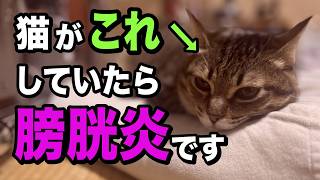 膀胱炎と尿石症の猫だけが見せるサイン8選を獣医師が解説します