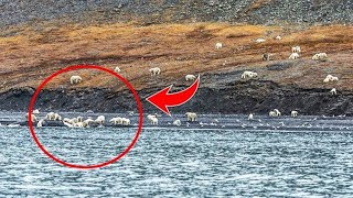 Los turistas los confundieron con ovejas y, al acercarse, gritaron horrorizados.